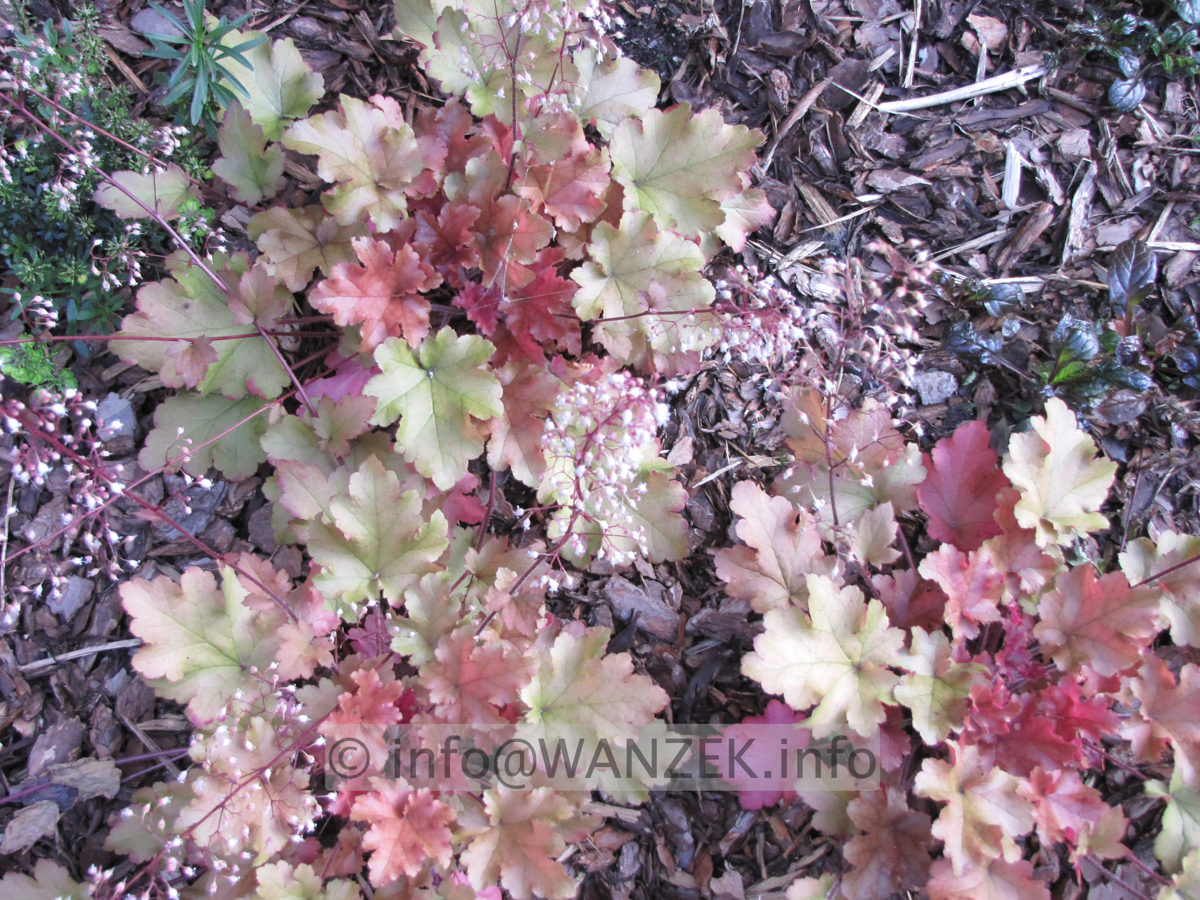 Heuchera Hybride Caramel 2.JPG